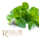 Concentré Menthe - Révolute