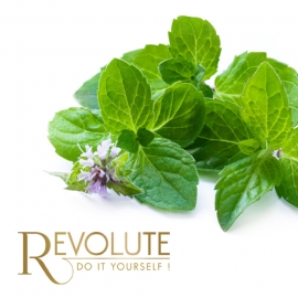 Concentré Menthe - Révolute