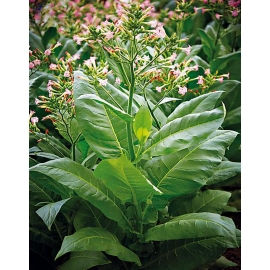 Saveurs Classic - Tabac